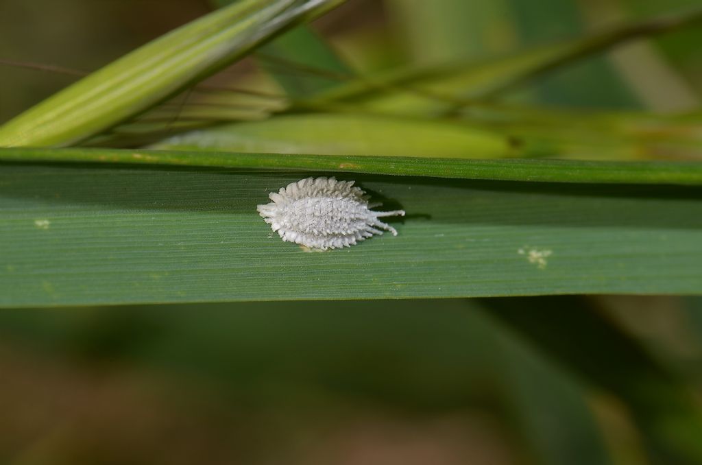 Emittero da identificare:   famiglia Pseudococcidae